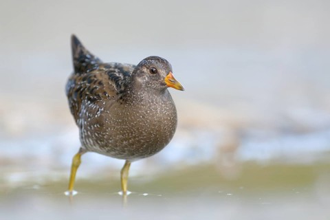 Spotted Crake (Porzana porzana), Rhine Delta, Austria