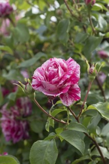 Climbing rose (Rosa COLIBRI), Germany