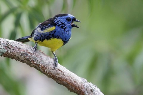 Turquoise Tanager (Tangara mexicana) perched on a branch in Ecuador