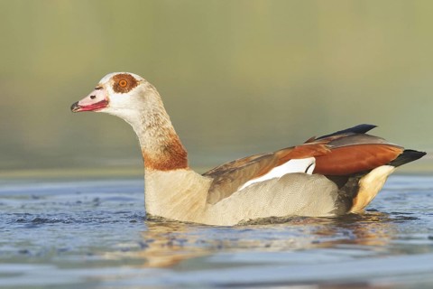 Egyptian Goose (Alopochen aegyptiaca), St. Gallen, Switzerland