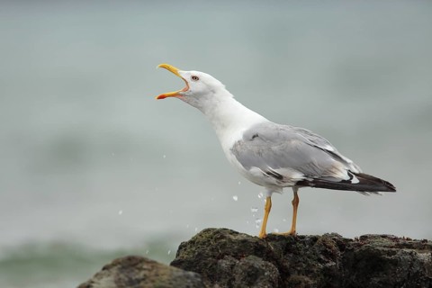 Yellow-legged Gull (Larus michahellis) calling, Asturias, Spain