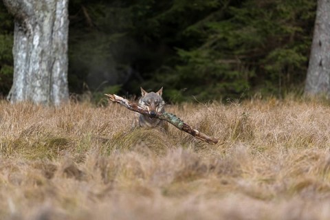 One young male eurasian gray wolf (Canis lupus lupus) running over a meadow with tall grass. A dark