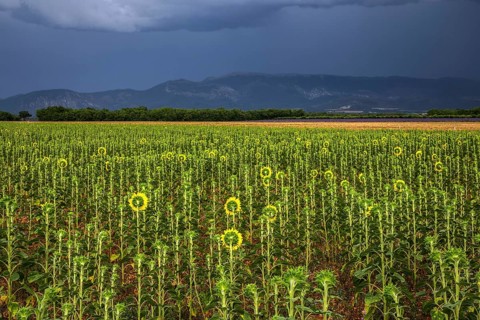 Sunflowers (Helianthus annuus), sunflower field, thunderstorm atmosphere, Provence, France
