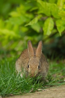 Rabbit (Oryctolagus cuniculus) juvenile baby animal feeding on a garden lawn, Norfolk, England,