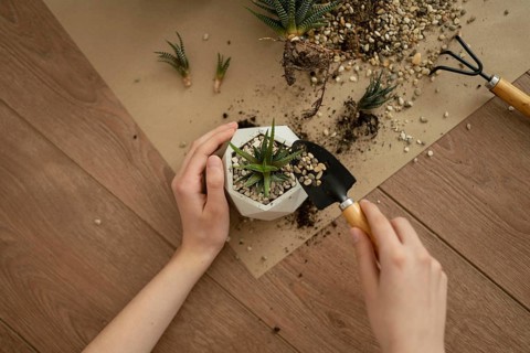 A hands-on approach to potting a Haworthia succulent in a geometric pot, placed on a wooden surface