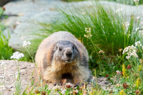 Alpine marmot (Marmota marmota) in autumn, Grossglockner, High Tauern National Park, Austria