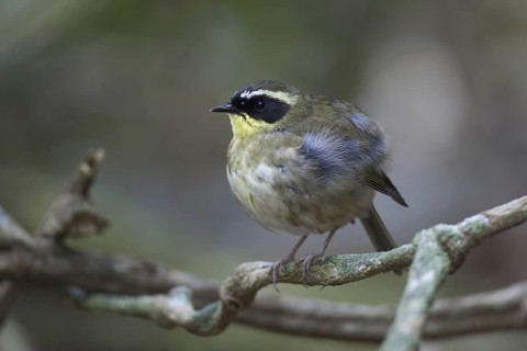 Yellow-throated Scrubwren (Sericornis citreogularis) male, Queensland, Australia