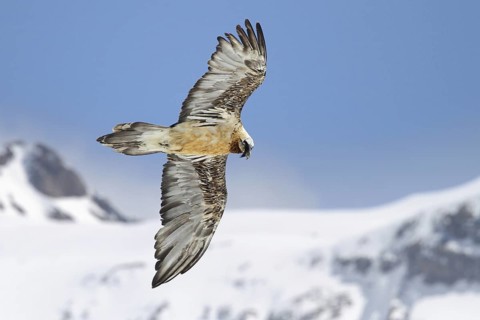 Bearded Vulture (Gypaetus barbatus) flying, Valais, Switzerland