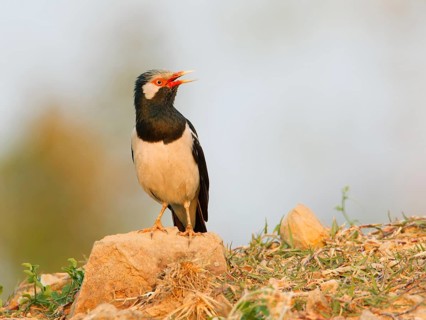 Pied Myna (Gracupica contra) singing, Phetchaburi, Thailand