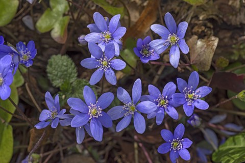 Blooming liverwort (Hepatica nobilis), Hohenstadt, Middle Franconia, Bavaria, Germany
