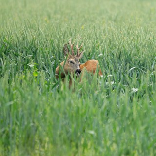Roe deer (Capreolus capreolus), roebuck standing in a grain field, wildlife, Lower Saxony, Germany