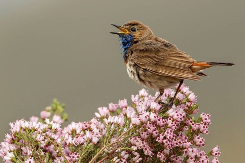 Bluethroat (Luscinia svecica), singing, Castile and Leon, Spain