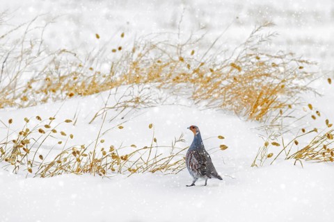 Grey partridge, English partridge, hun (Perdix perdix) male, cock foraging on snow covered field