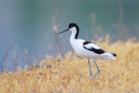 Pied Avocet (Recurvirostra avosetta), Lesvos, Greece