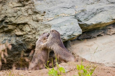 Two adult Alpine Marmots, Marmota marmota, play fighting in front of a rockwall