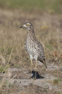 Kaptriel (Burhinus capensis), South Africa