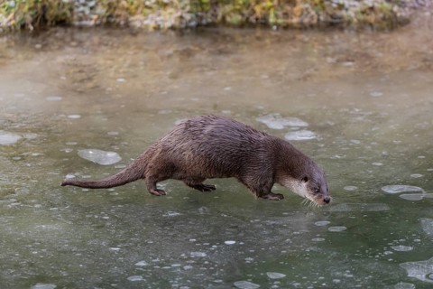 One Eurasian otter (Lutra lutra), walking on the ice of a frozen river