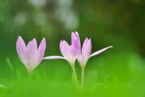 Autumn crocus (Colchium speciosum), September, Saxony, Germany