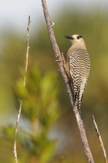 West Indian Woodpecker (Melanerpes superciliaris) perched on a branch in Cuba