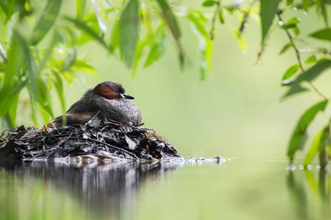 Little Grebe (Tachybaptus ruficollis) on nest, Hesse, Germany