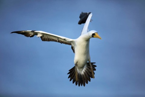 Masked Booby (Sula dactylatra tasmani) flying, Norfolk Island