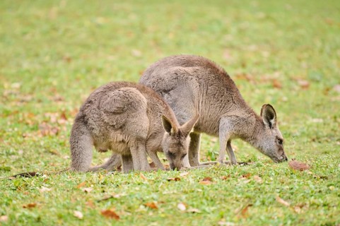 Western grey kangaroos (Macropus fuliginosus) standing on a meadow, Germany
