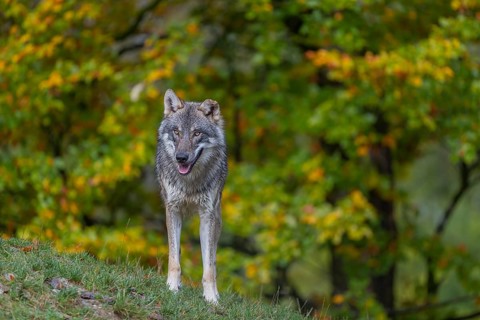 One eurasian gray wolf (Canis lupus lupus) standing on a hill on green grass with a forest in fall