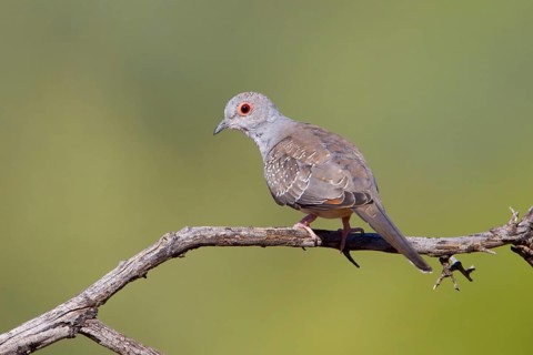 Diamond Dove (Geopelia cuneata) juvenile, New South Wales, Australia