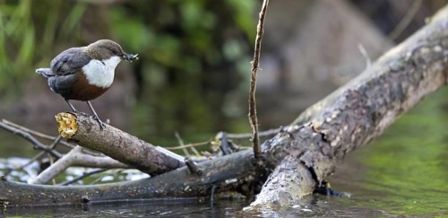 White-breasted dipper, (Cinclus cinclus), animals, birds, biotope, habitat, waters, foraging,