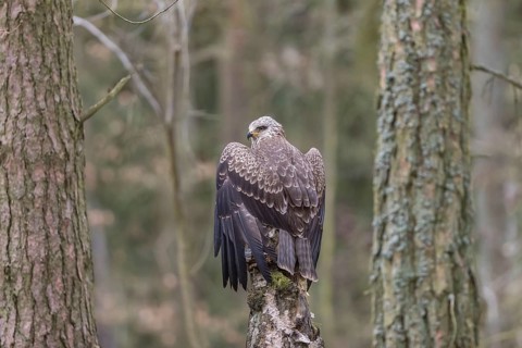 One black kite (Milvus migrans) sitting on a dead birch tree in a forest