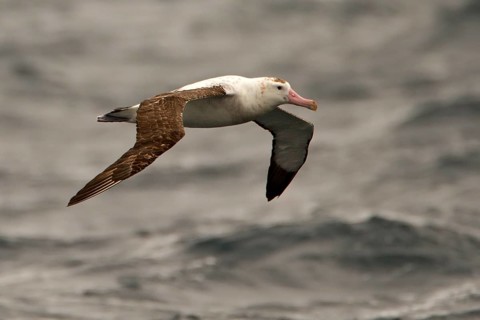 Antipodean Albatross (Diomedea antipodensis) flying, South Pacific Ocean, New Zealand