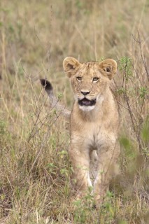 African Lion (Panthera leo) cub standing alone in grassland, Masai Mara, Kenya