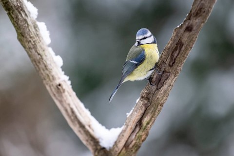 Blue tit (Parus caerulea), Emsland, Lower Saxony, Germany