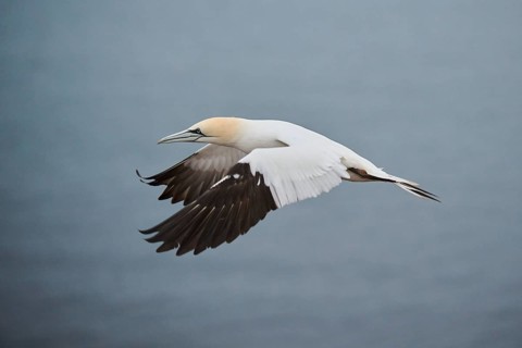 Northern gannet (Morus bassanus) flying over the sea, wildlife, Heligoland, Germany