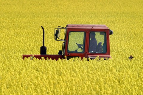 Nauen, Brandenburg, DEU - tractor in a blooming rapeseed field, Nauen, Germany
