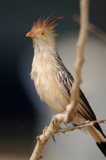 Guira Cuckoo (Guira guira), Pantanal, Brazil