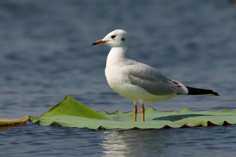 Black-headed Gull (Chroicocephalus ridibundus) perched on a leaf of a water lily, Bueng Boraphet,
