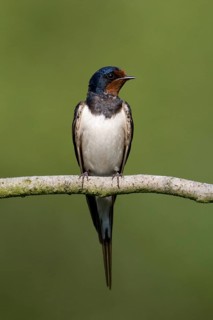 Barn Swallow (Hirundo rustica), Mecklenburg-Western Pomerania, Germany