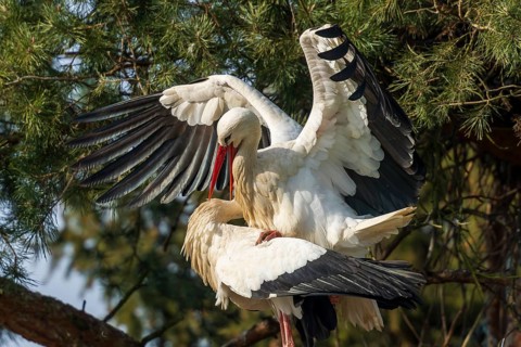 Two storks in mating position with spread wings on a tree, White Stork (Ciconia ciconia), wildlife,