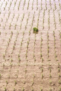 Aerial view of young rice plants systematically planted in a flooded rice field. The vibrant green