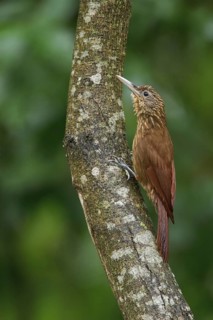 Buff-throated Woodcreeper (Xiphorhynchus guttatus) perched on a branch in Bolivia, South America