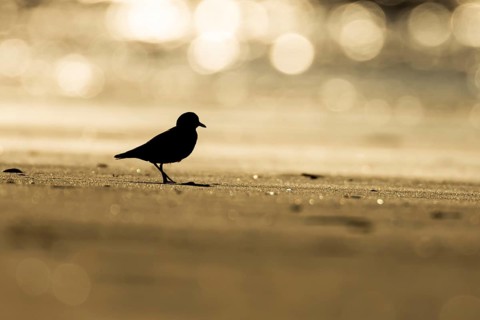 Ringed plover (Charadrius hiaticula) adult wading bird on a beach silhouette at sunset, Norfolk,