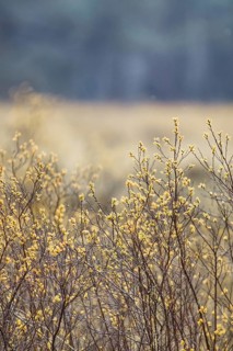 Yellow plants in a meadow with soft beige colouring and a blurred background, Nettetal, North