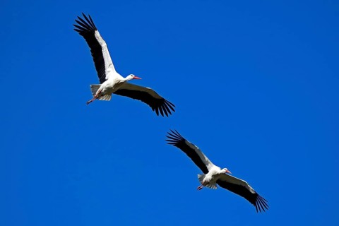 Two storks flying parallel in the blue sky, white stork (Ciconia ciconia), wildlife, Germany