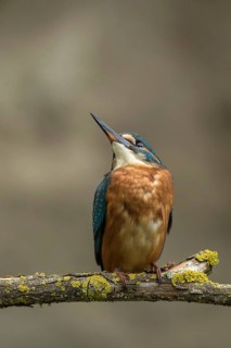 Ijsvogel juvenile omhoog kijkend, Kingfisher looking up