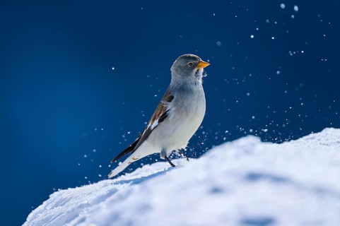 Snowfinch (Montifringilla nivalis), a bird moves on snow-covered ground while snowflakes fly, Gemmi