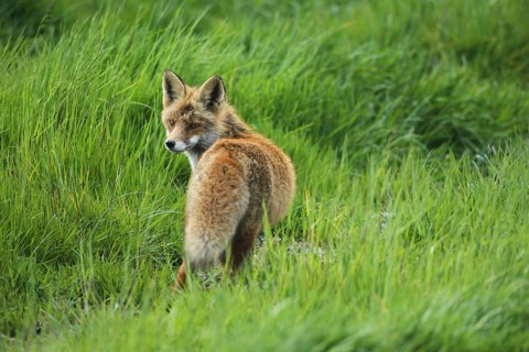Red lynx (Vulpes vulpes) secured in tall grass, Allgäu, Bavaria, Germany, Allgäu, Bavaria, Germany