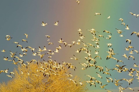 Snow Goose Chen caerulescens Bosque del Apache National Wildlife Refuge, New Mexico, United States