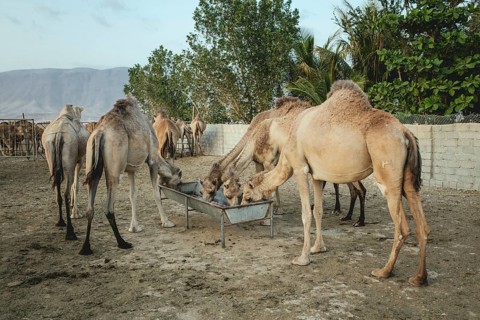 Dromedaries (Camelus dromedarius) being fed on a camel farm in Salalah, Dhofar, Oman