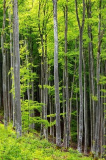 Beech (Fagus), beech family (Fagaceae), forest, fresh greenery, Leibertingen, Upper Danube nature